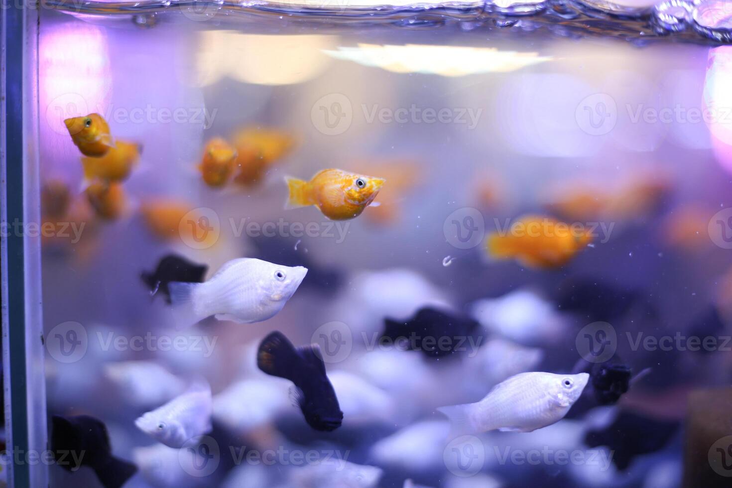 nadando vistoso pez de colores colegio en acuario tanque foto