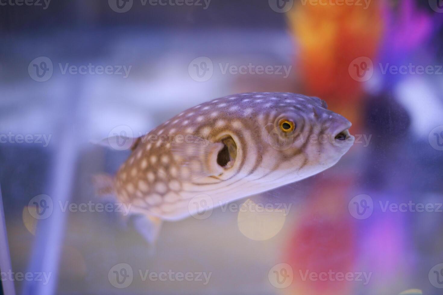 swimming puffer fish in aquarium tank photo