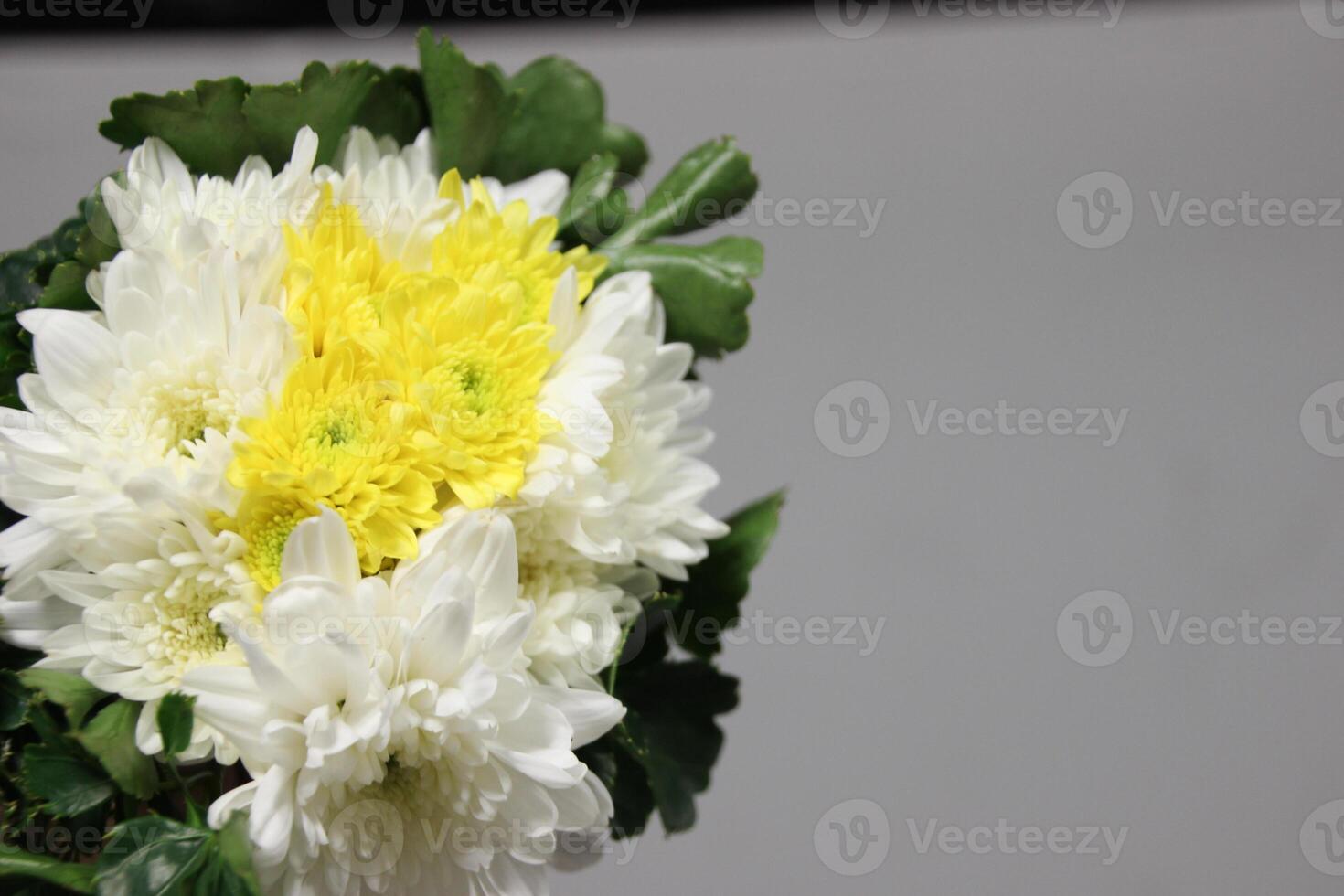 bouquet of yellow and white  CHRYSANTHEMUM flowers with Grey background photo