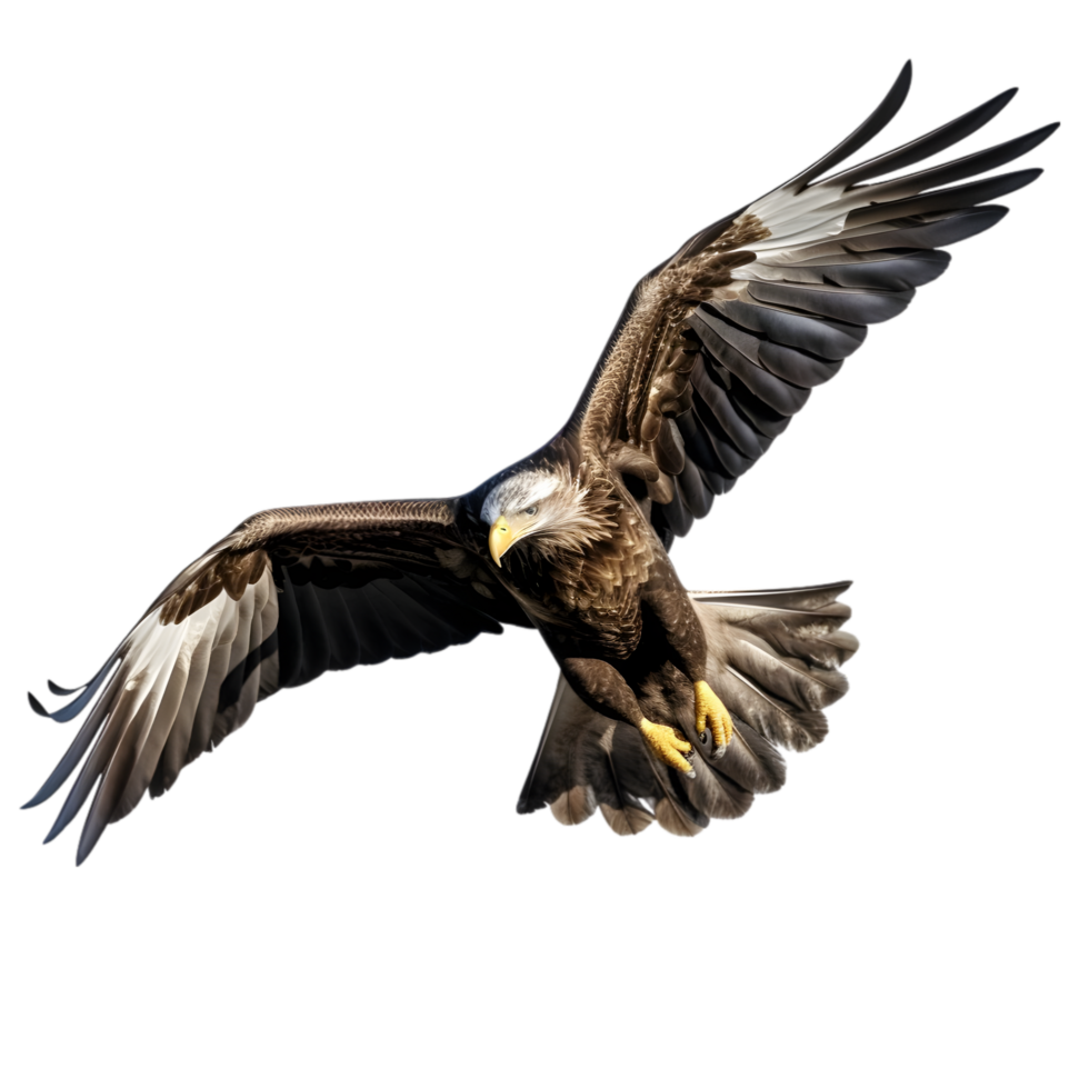 AI generated American bald eagle  on transparent background PNG image