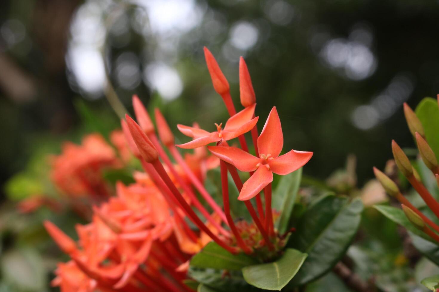 cerca arriba ixora coccinea flor foto