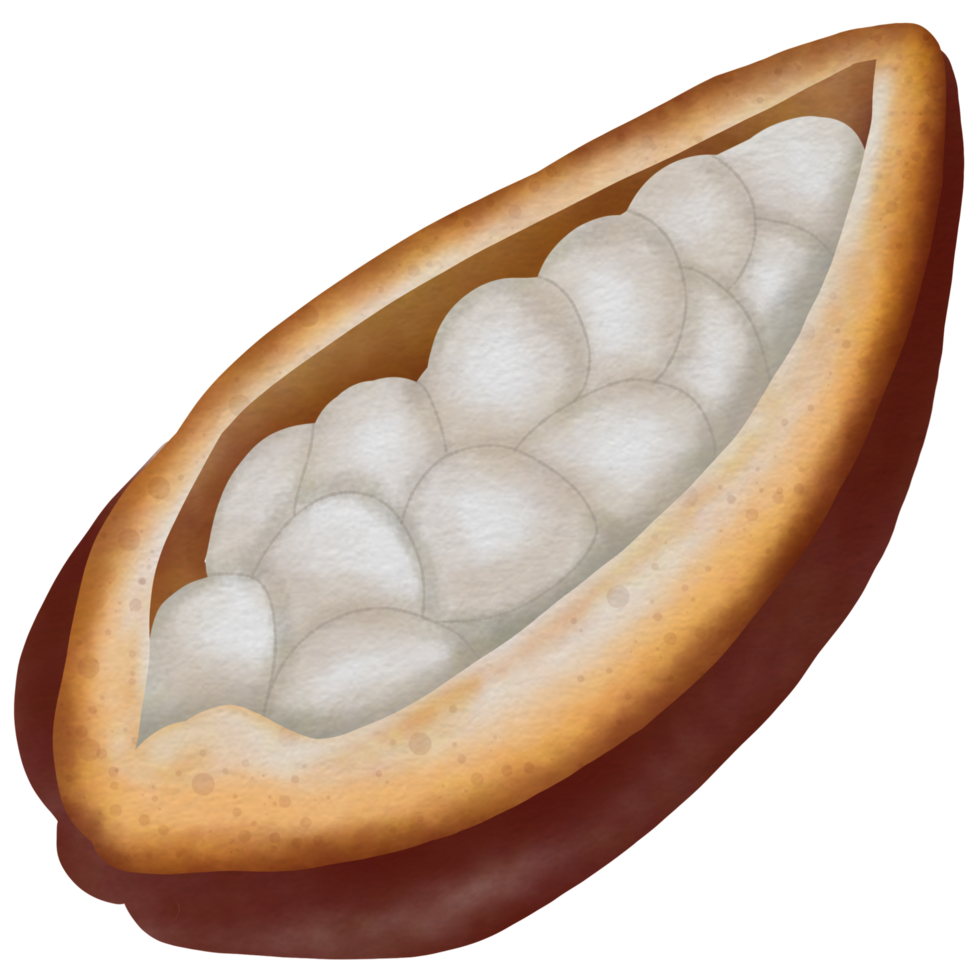 cacao bomen, cacao fruit en bladeren, cacao boerderij png