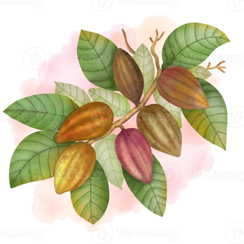 Cocoa trees, cocoa fruits and leaves png