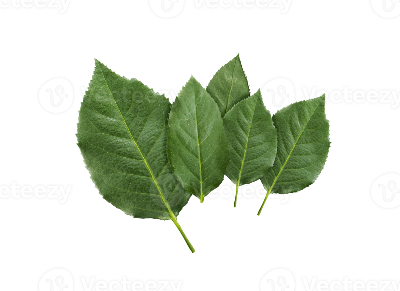 rose leaves, transparent background png