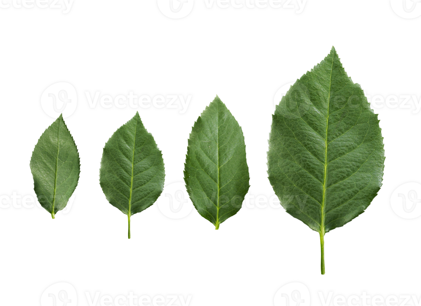 rose leaves, transparent background png