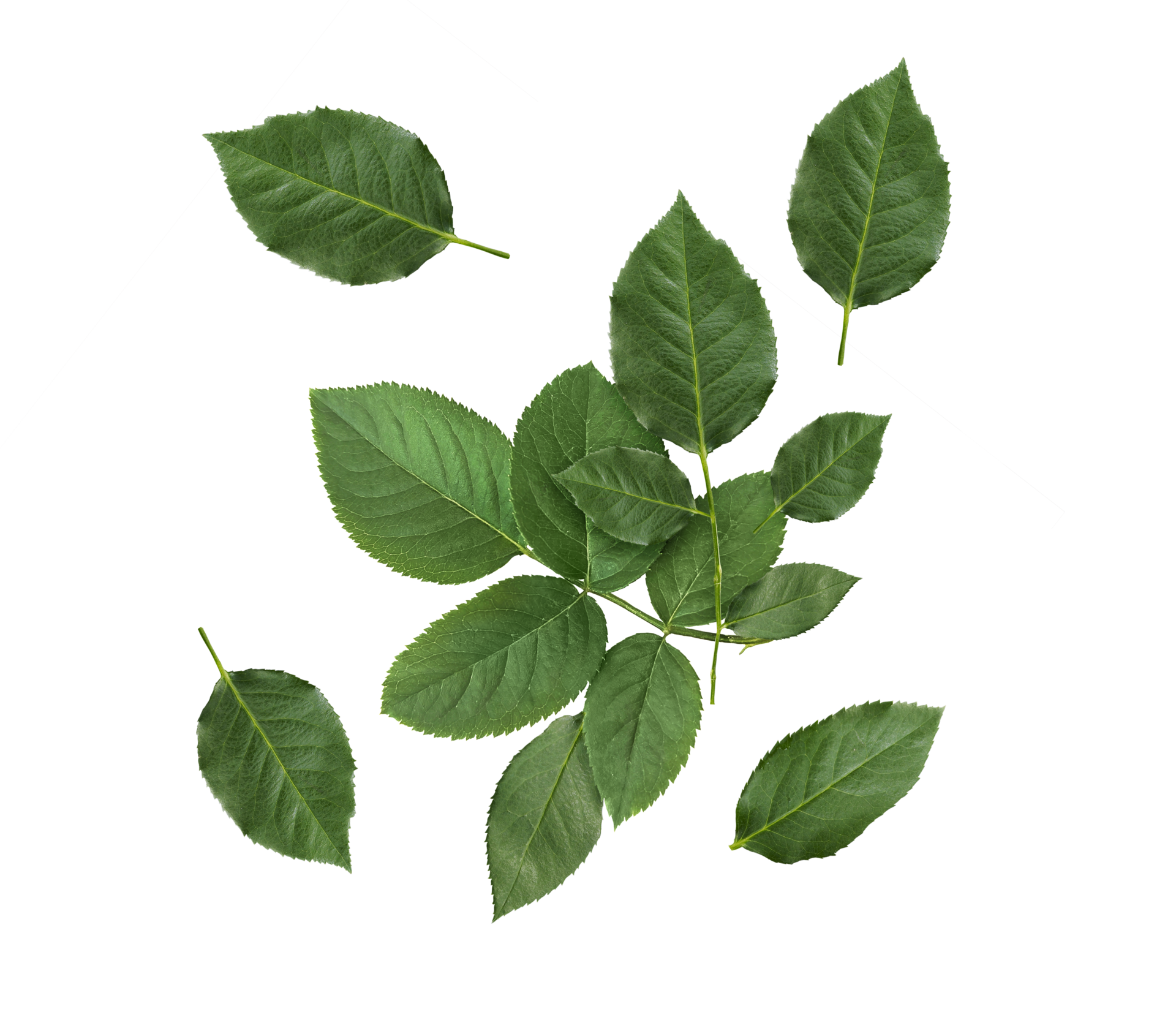 rose leaves, transparent background 41646444 PNG