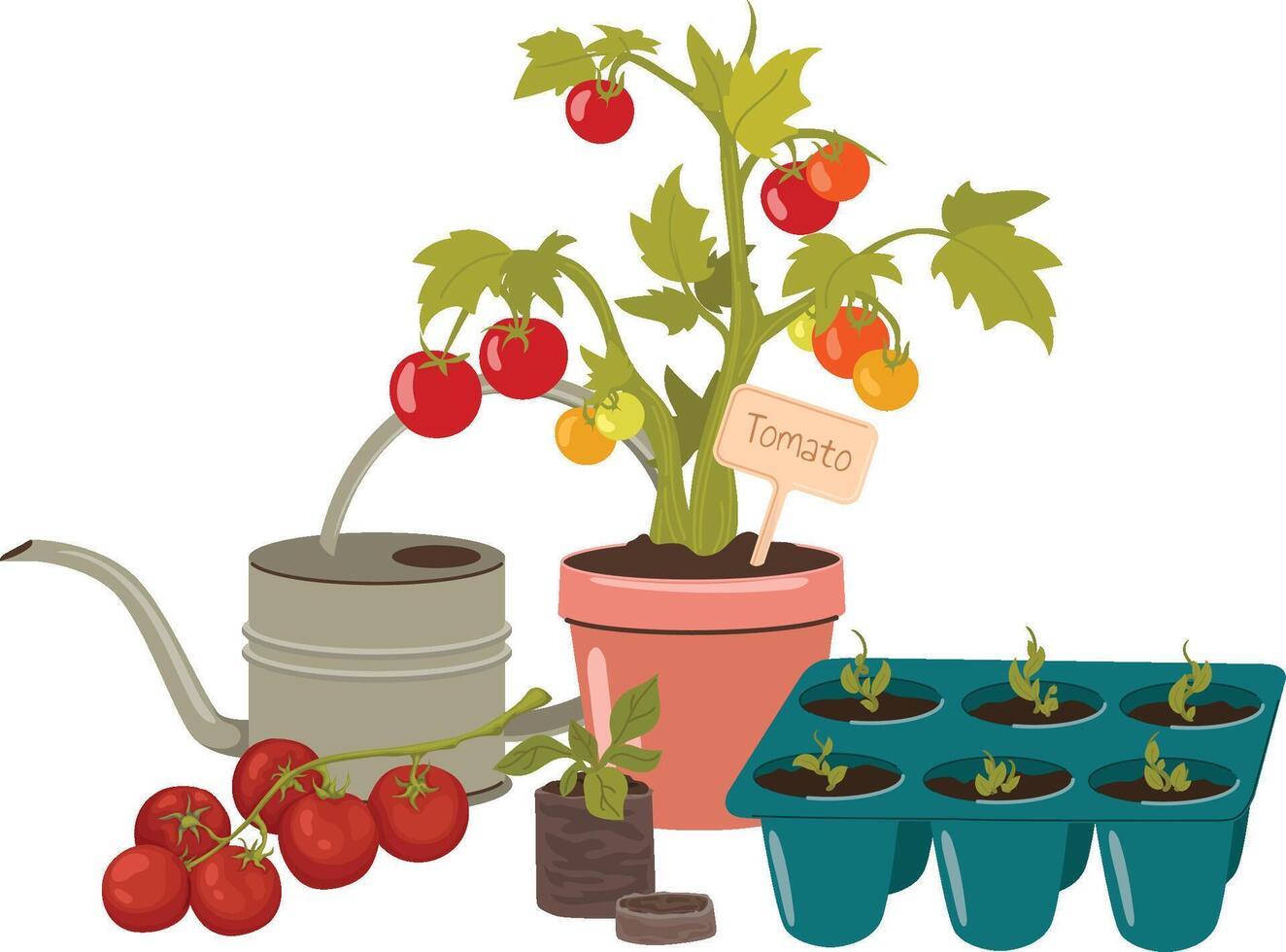Garden composition growing tomatoes, gardening vector