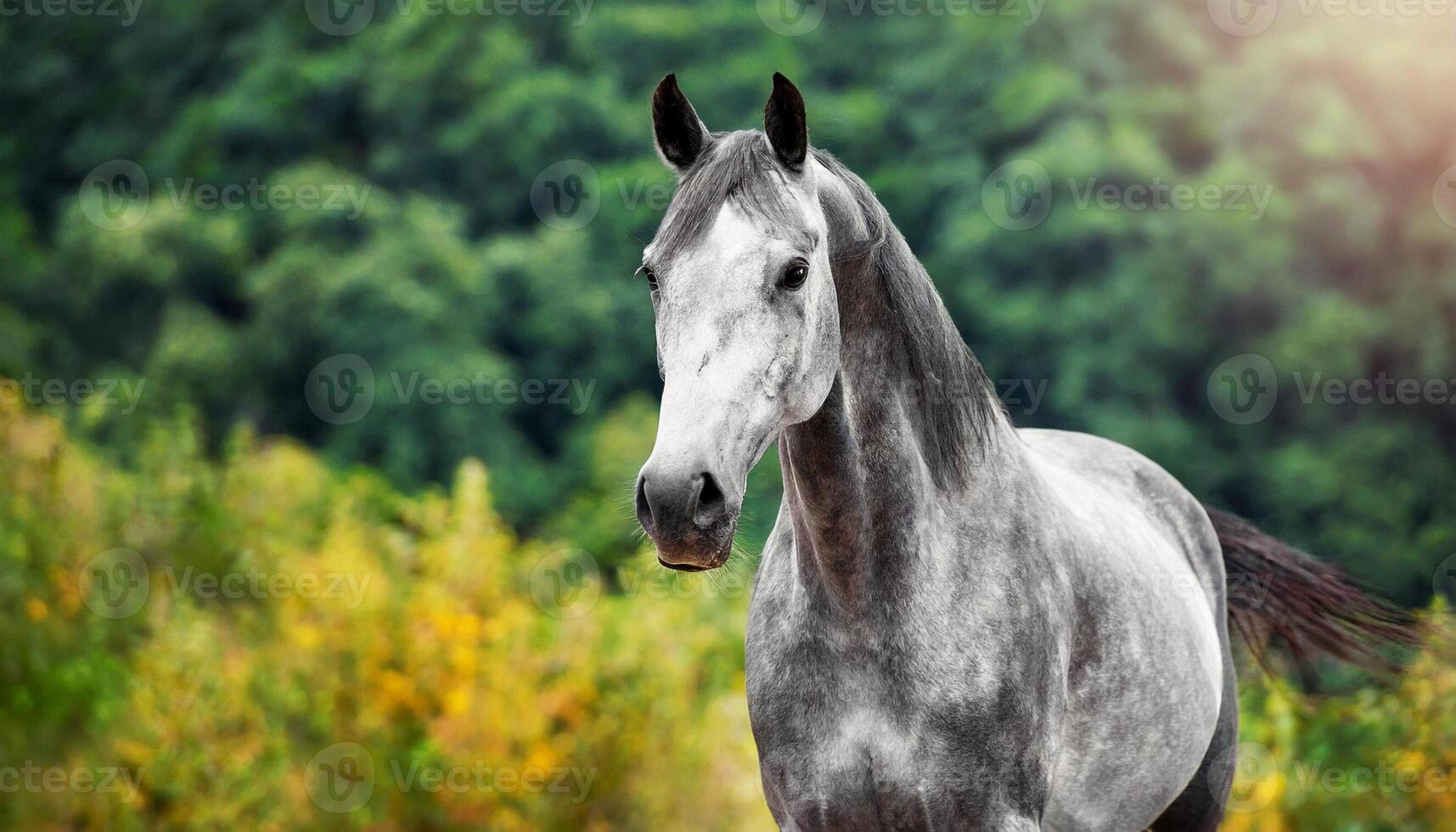 ai generado belleza retrato de gris caballo. Doméstico animal. verde antecedentes. foto