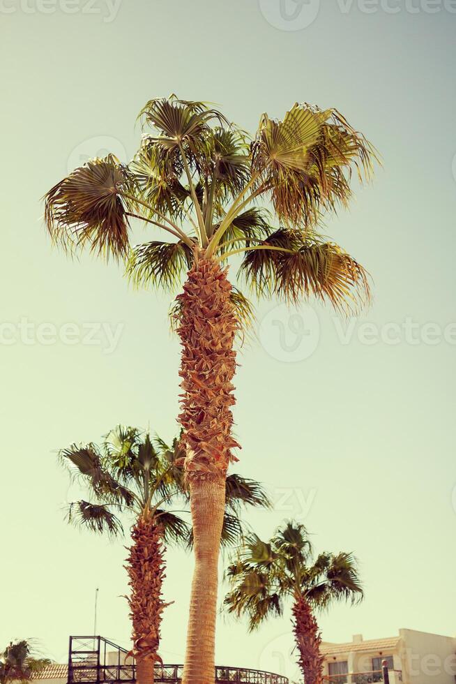 three palm trees against the sky photo