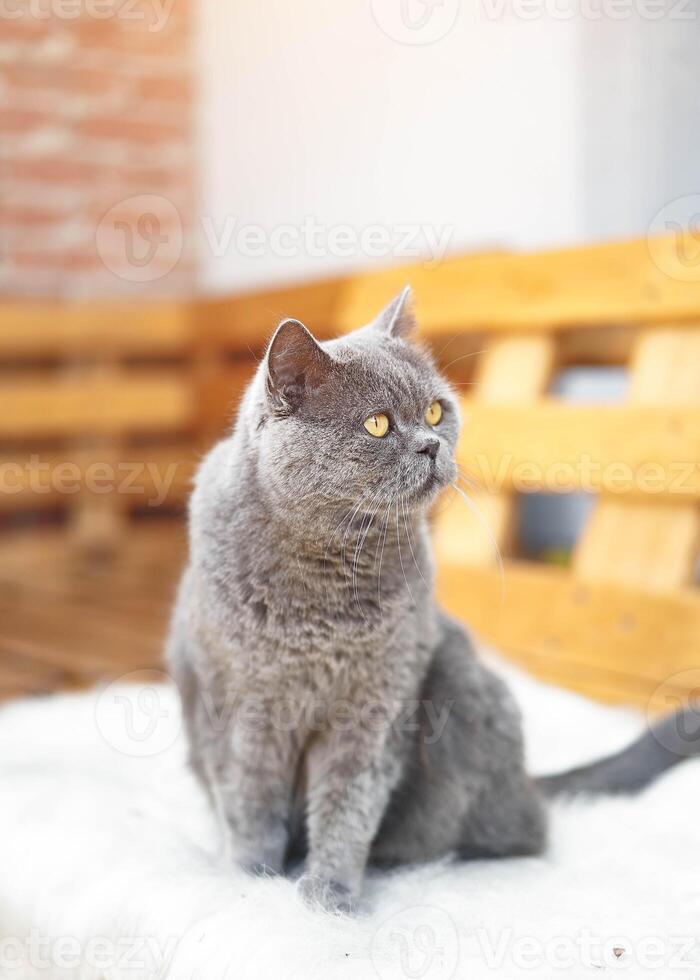 hermoso adulto británico cabello corto gato. cerca arriba retrato. foto