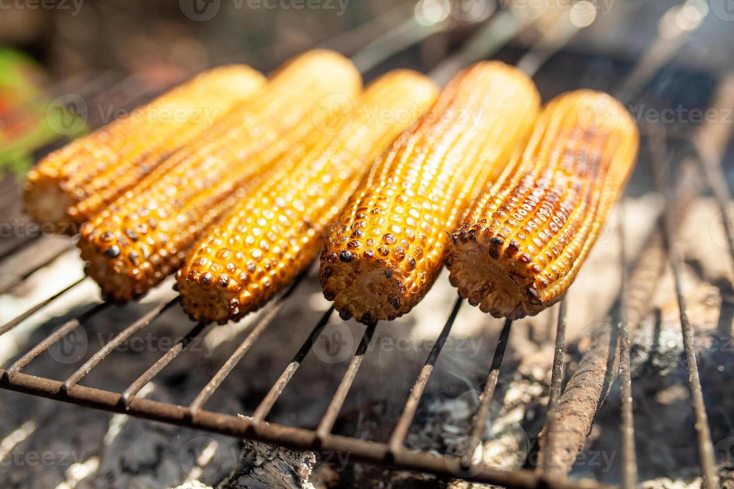 Cooking several fresh yellow brown golden corn cobs on open air barbecue grill, close up photo