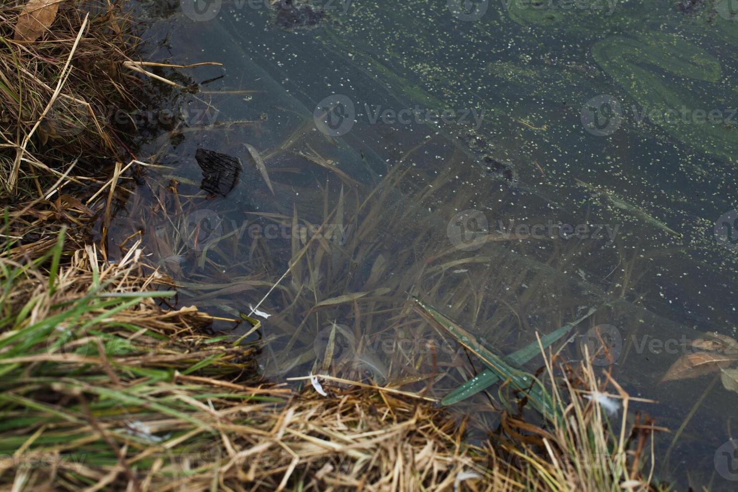 Yellow grass sprouting in the shallow water of a lake in early spring photo