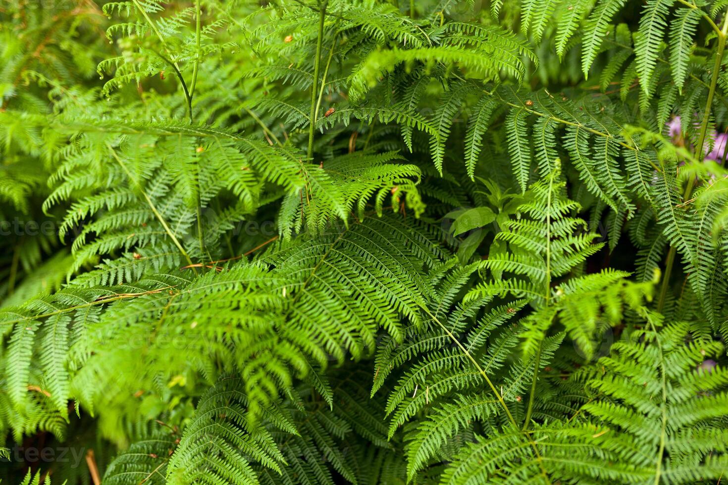 Beautyful ferns leaves green foliage natural floral fern background in sunlight. Horizontal image photo