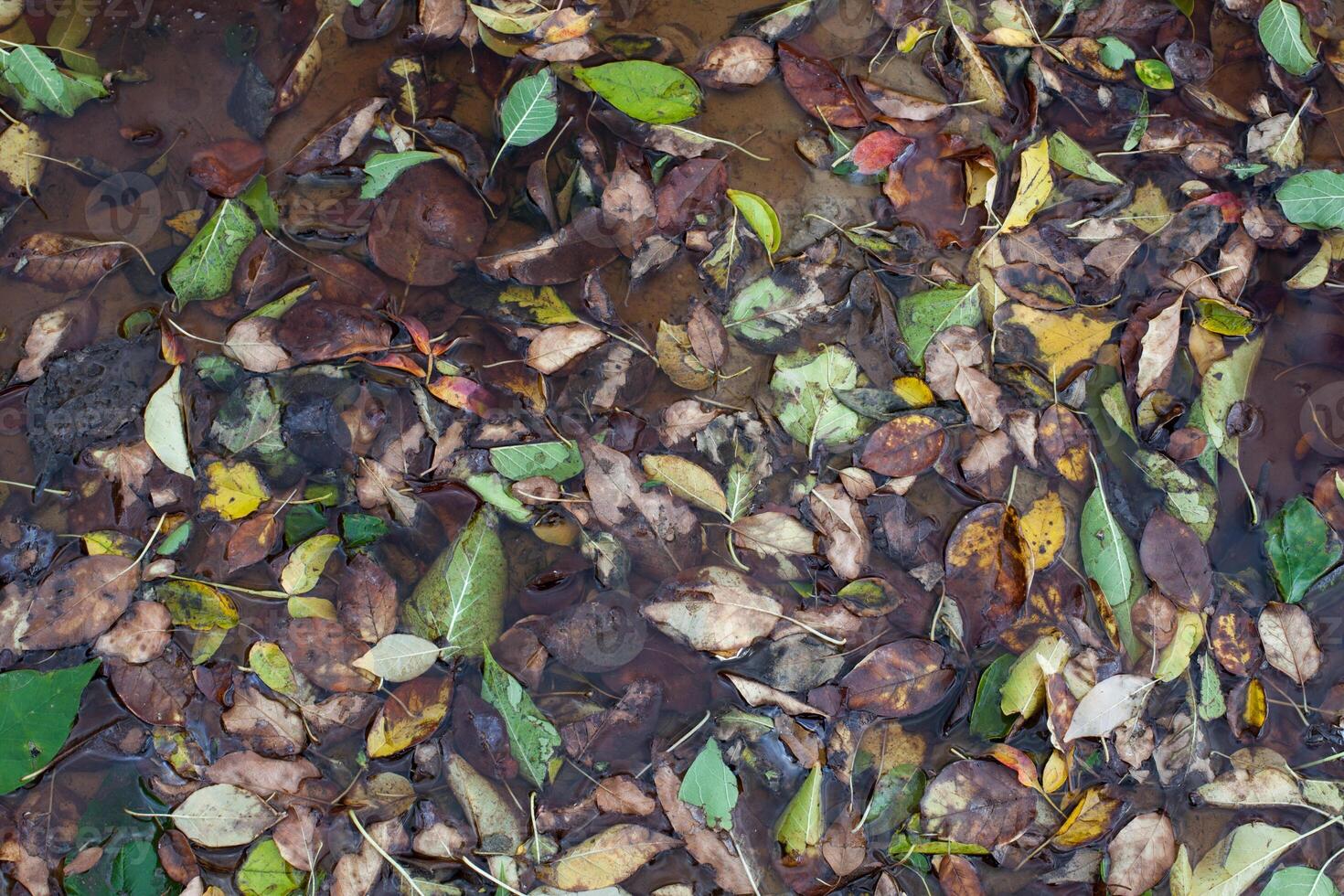 fallen leaves from different trees in a puddle photo