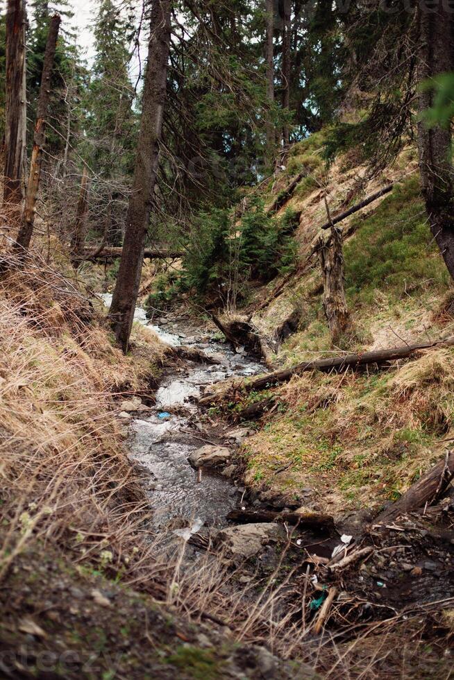 mountain stream in spring photo
