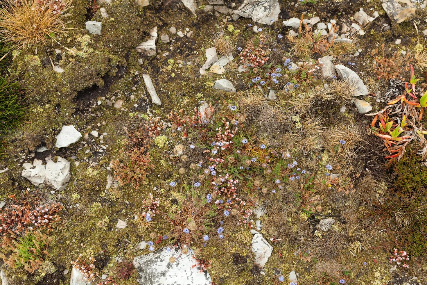Nature Backgrounds. North botanical garden close up background photo