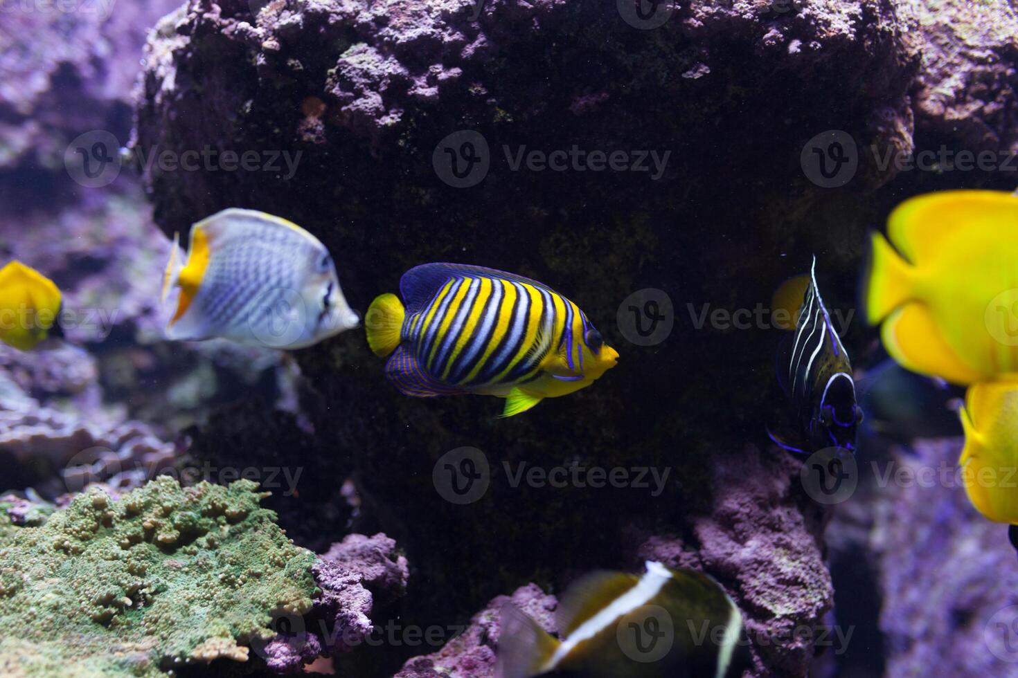 Tropical fish with corals and algae in blue water. Beautiful background of the underwater world. photo