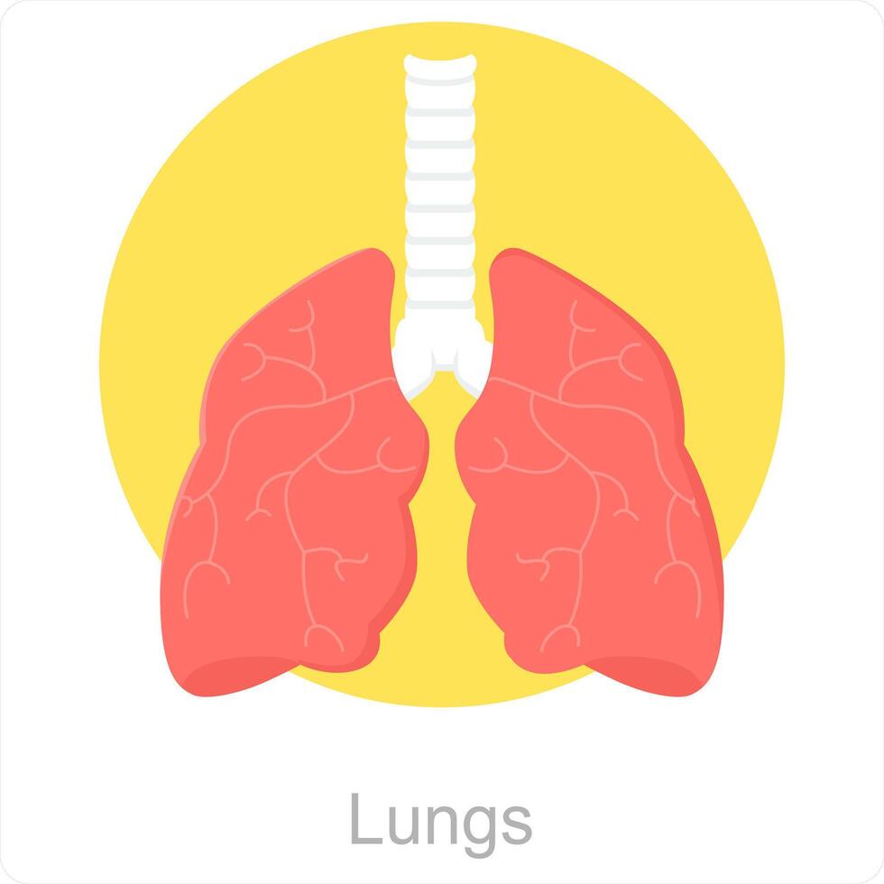 Lungs and anatomy icon concept vector