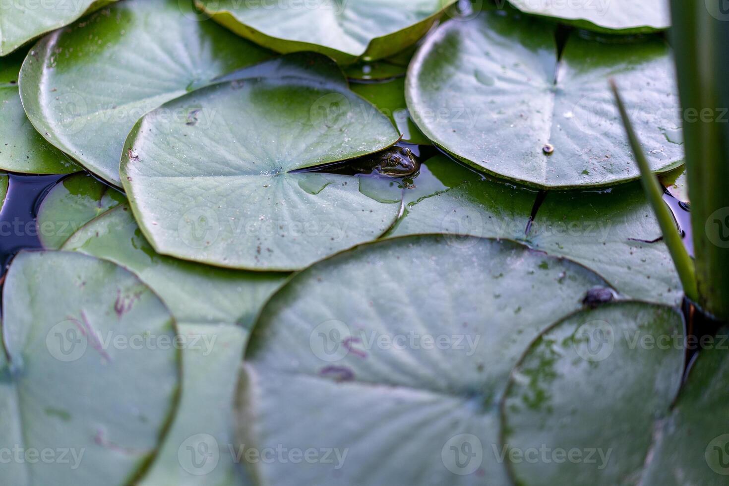 agua lirio hoja agua superficie antecedentes foto