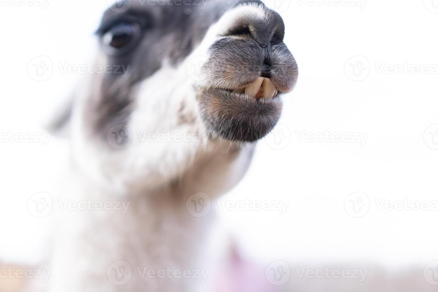 Cute animal alpaka lama on farm outdoors photo