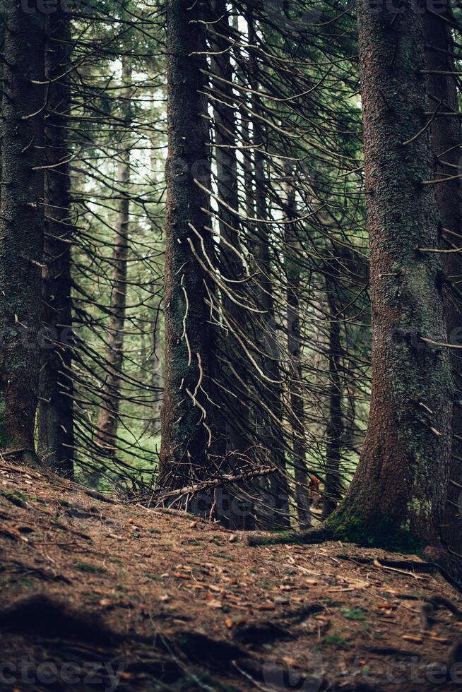 Forest of pine in the mountains photo