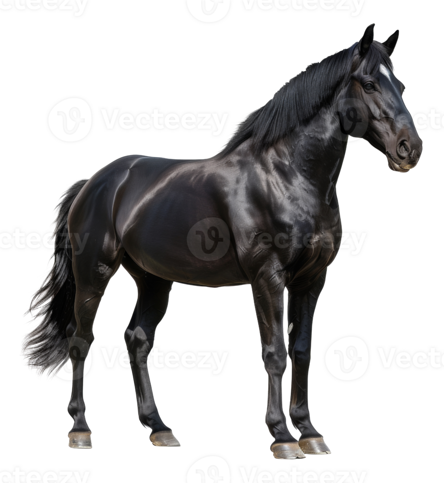 AI generated Majestic black horse galloping freely on transparent background - stock png. png