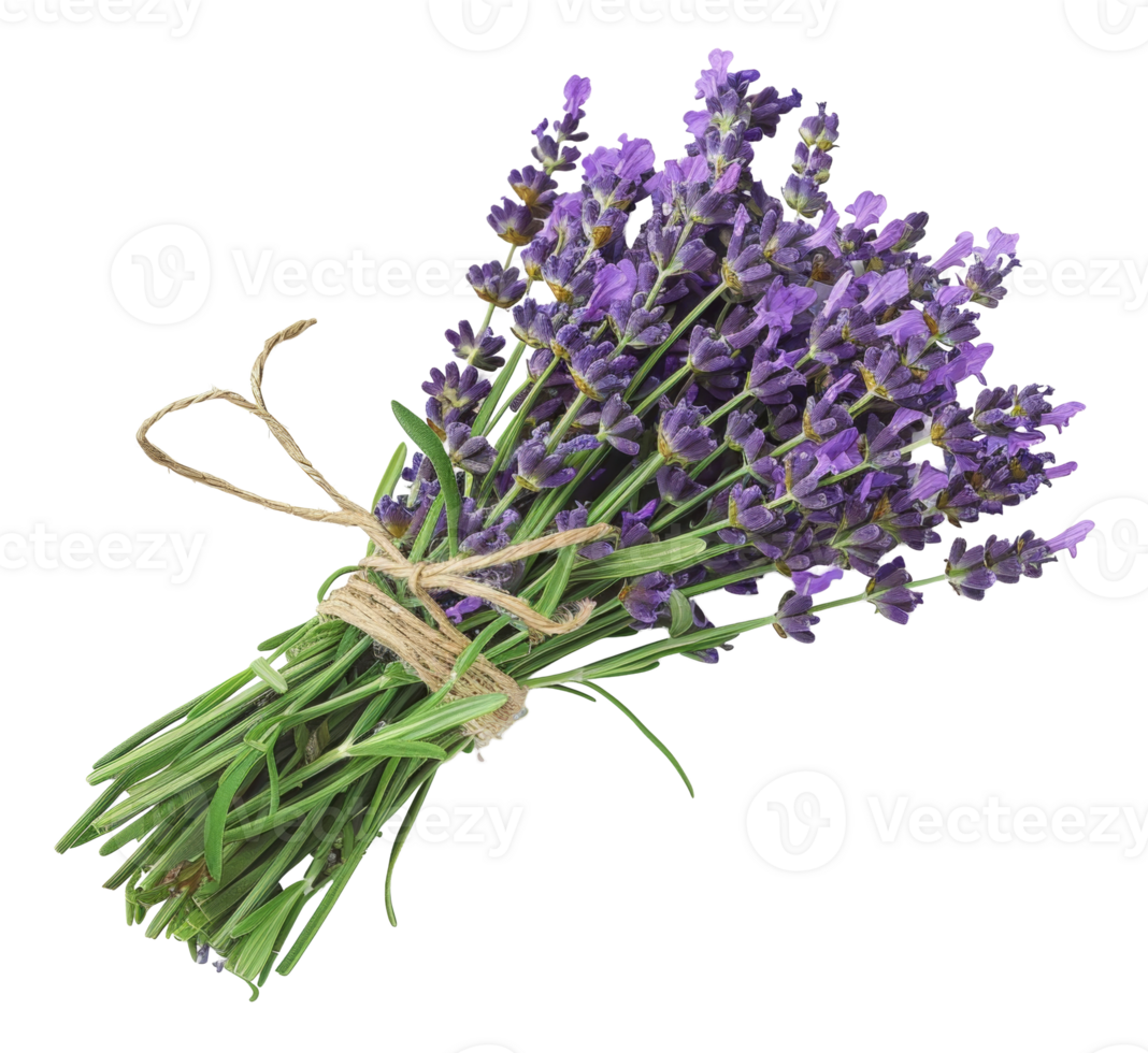 AI generated Fresh lavender bouquet with green stems on transparent background - stock png. png