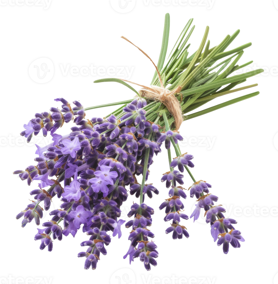 AI generated Fresh lavender bouquet with green stems on transparent background - stock png. png