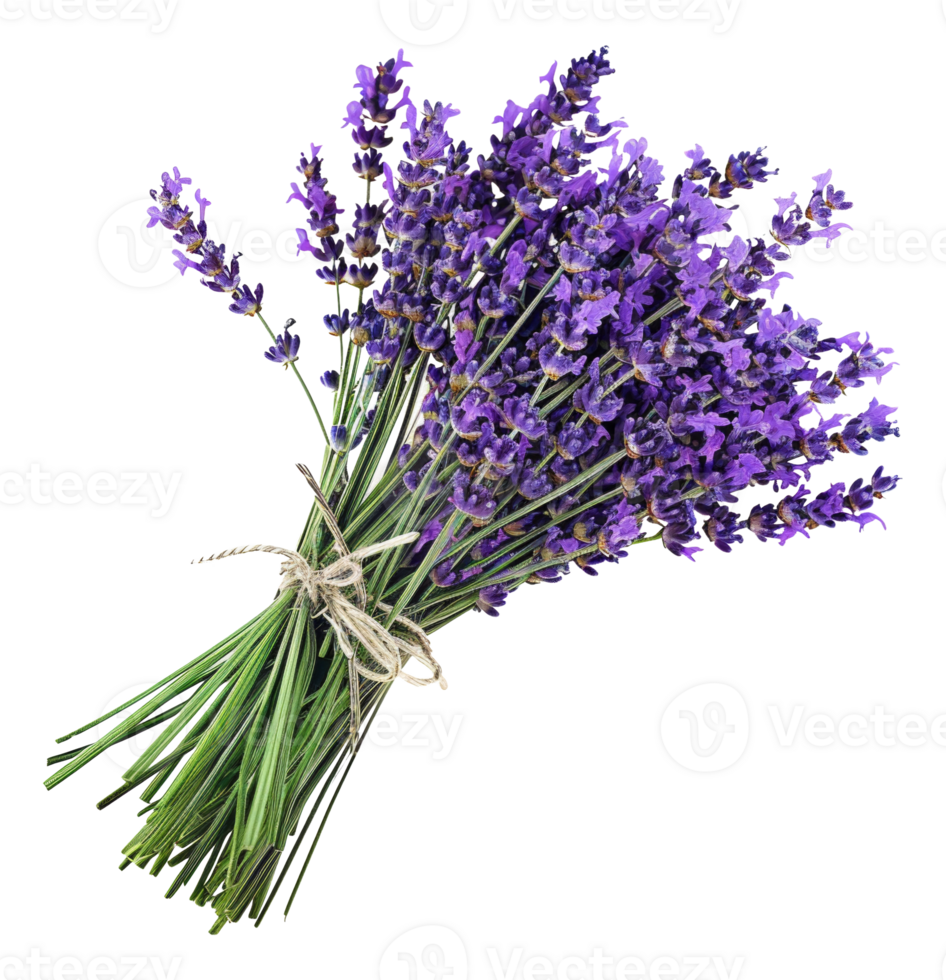 AI generated Fresh lavender bouquet with green stems on transparent background - stock png. png