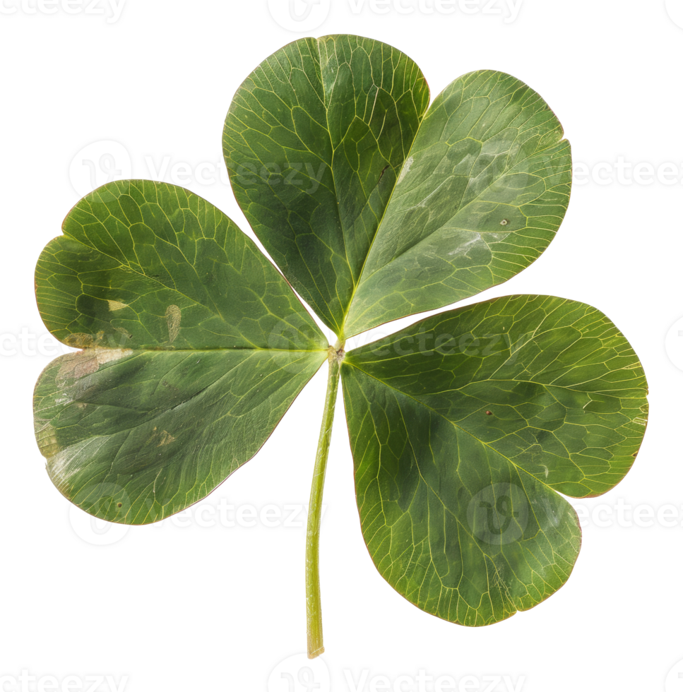 AI generated Green four-leaf clover on transparent background - stock png. png