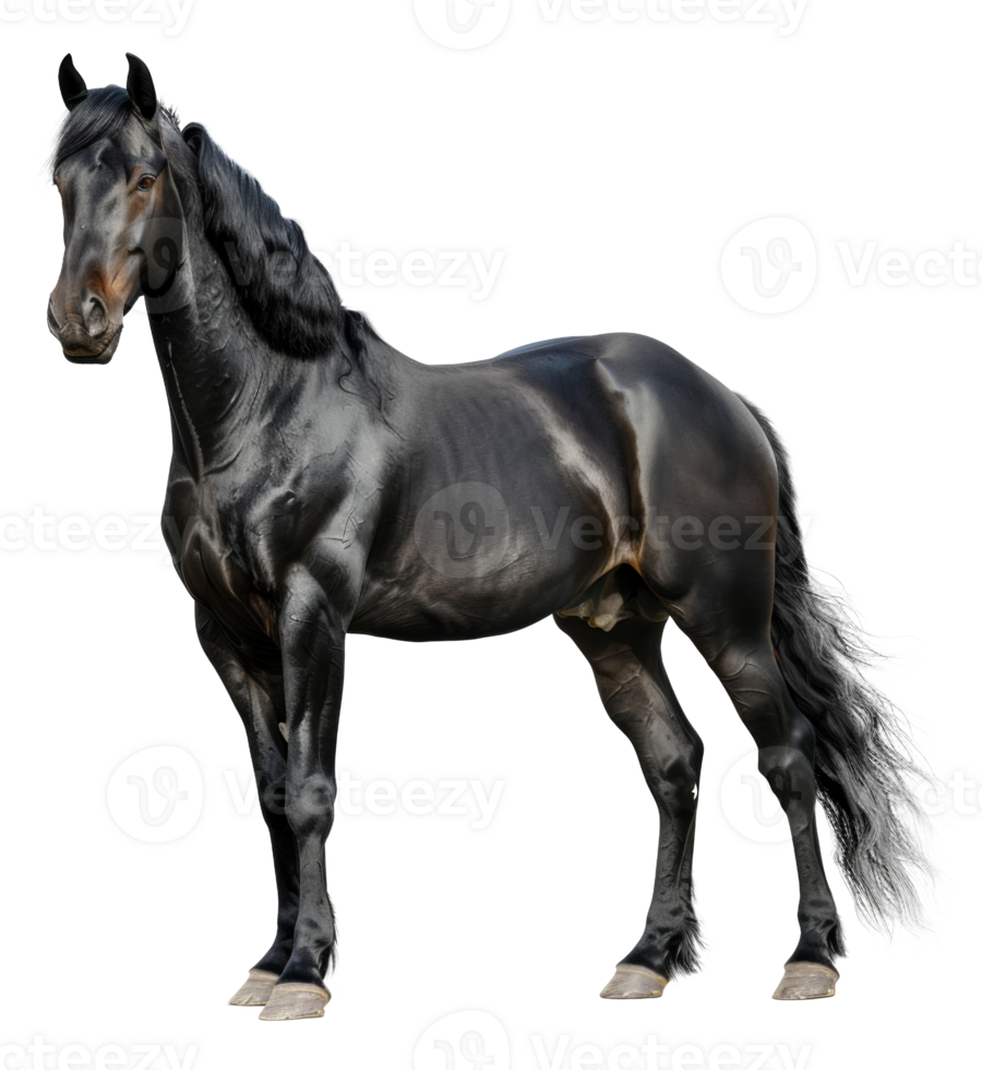 AI generated Majestic black horse galloping freely on transparent background - stock png. png