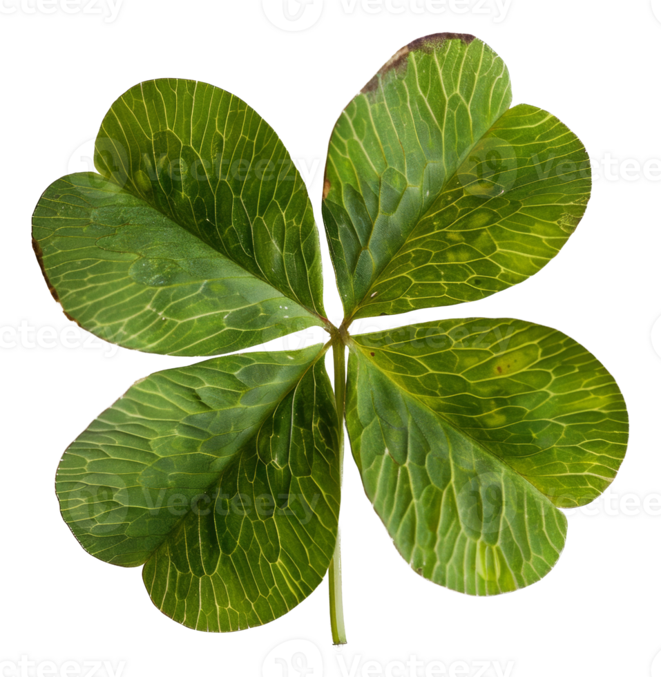 AI generated Green four-leaf clover on transparent background - stock png. png