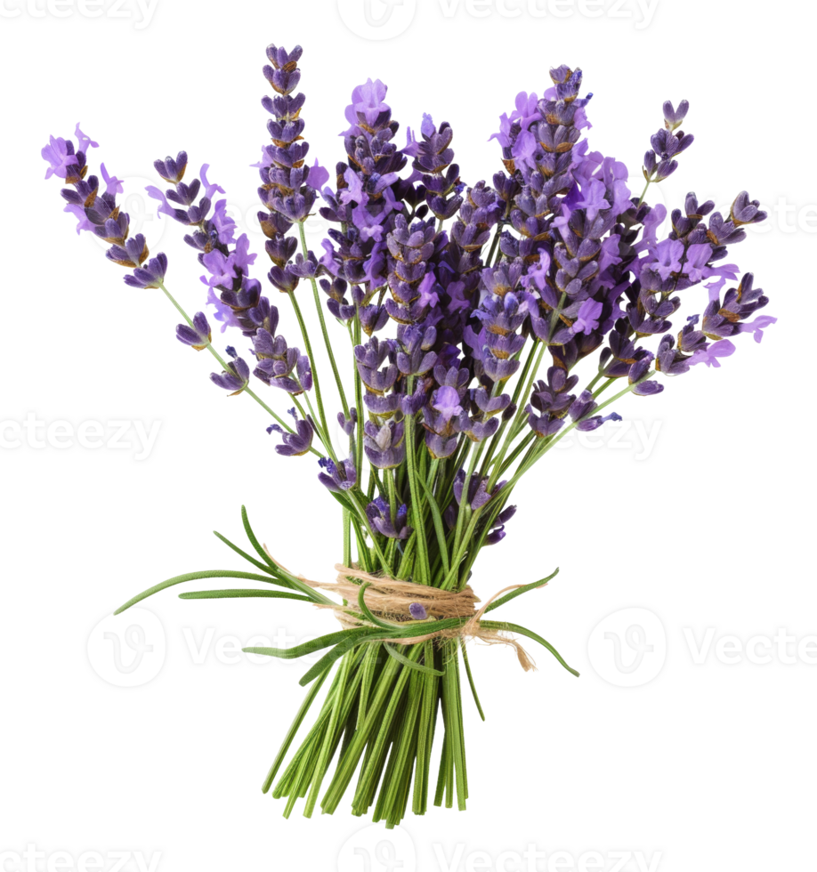 AI generated Fresh lavender bouquet with green stems on transparent background - stock png. png