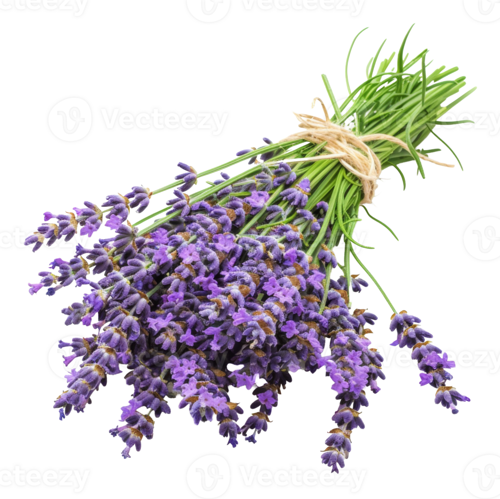 AI generated Fresh lavender bouquet with green stems on transparent background - stock png. png