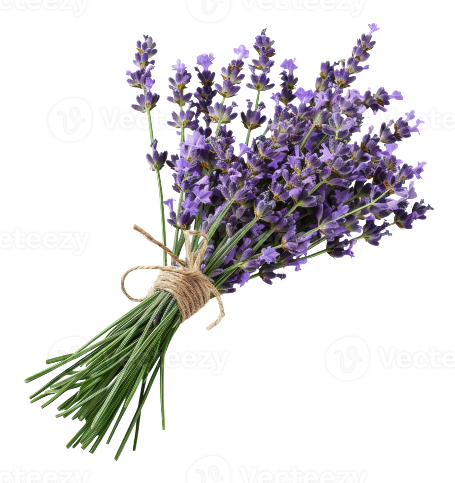 ai generiert frisch Lavendel Strauß mit Grün Stängel auf transparent Hintergrund - - Lager png. png