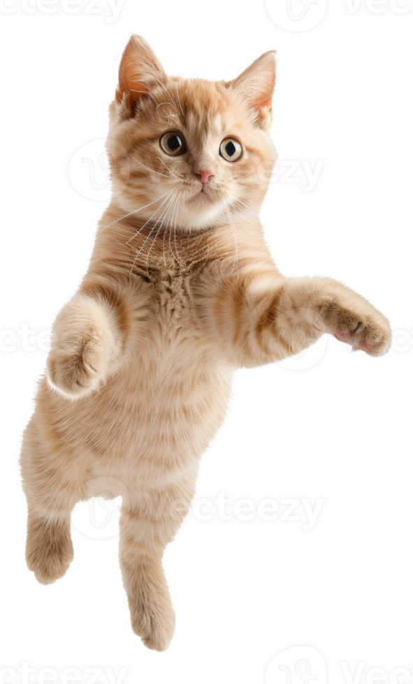 AI generated Ginger tabby cat floating playfully on transparent background - stock png. png