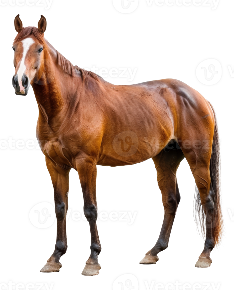 AI generated Brown horse with white forehead standing on transparent background - stock png. png