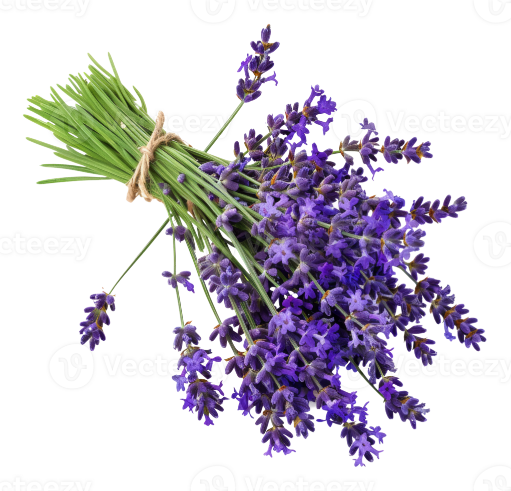 AI generated Fresh lavender bouquet with green stems on transparent background - stock png. png