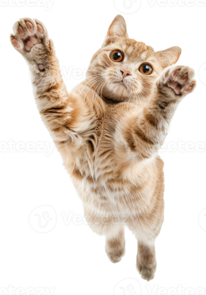 AI generated Ginger tabby cat floating playfully on transparent background - stock png. png