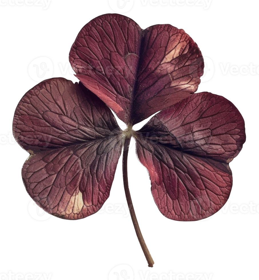 AI generated Deep red clover leaf on transparent background - stock png. png