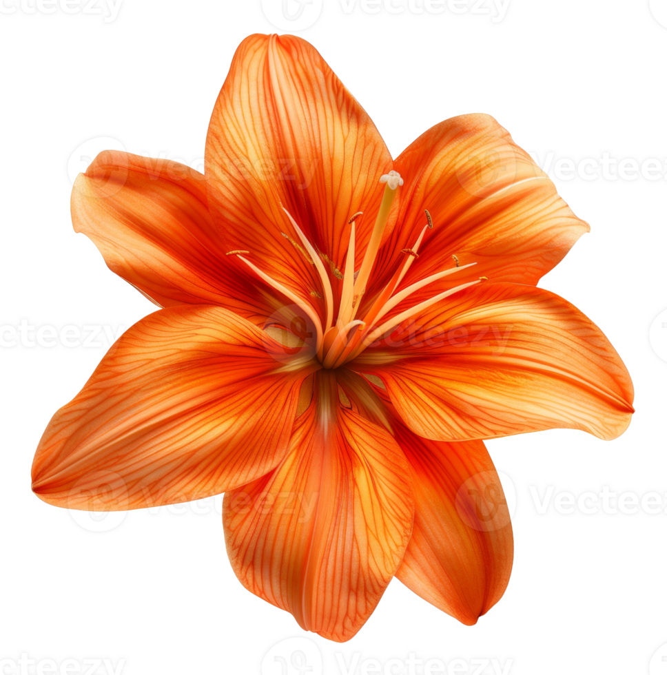 AI generated Close-up of orange zinnia flower with detailed texture on transparent background - stock png. png
