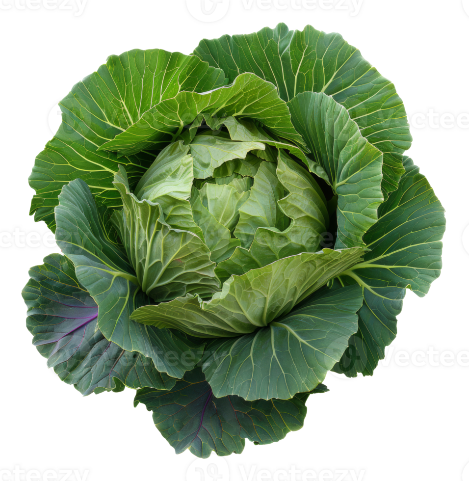AI generated Fresh green cabbage head on transparent background - stock png. png