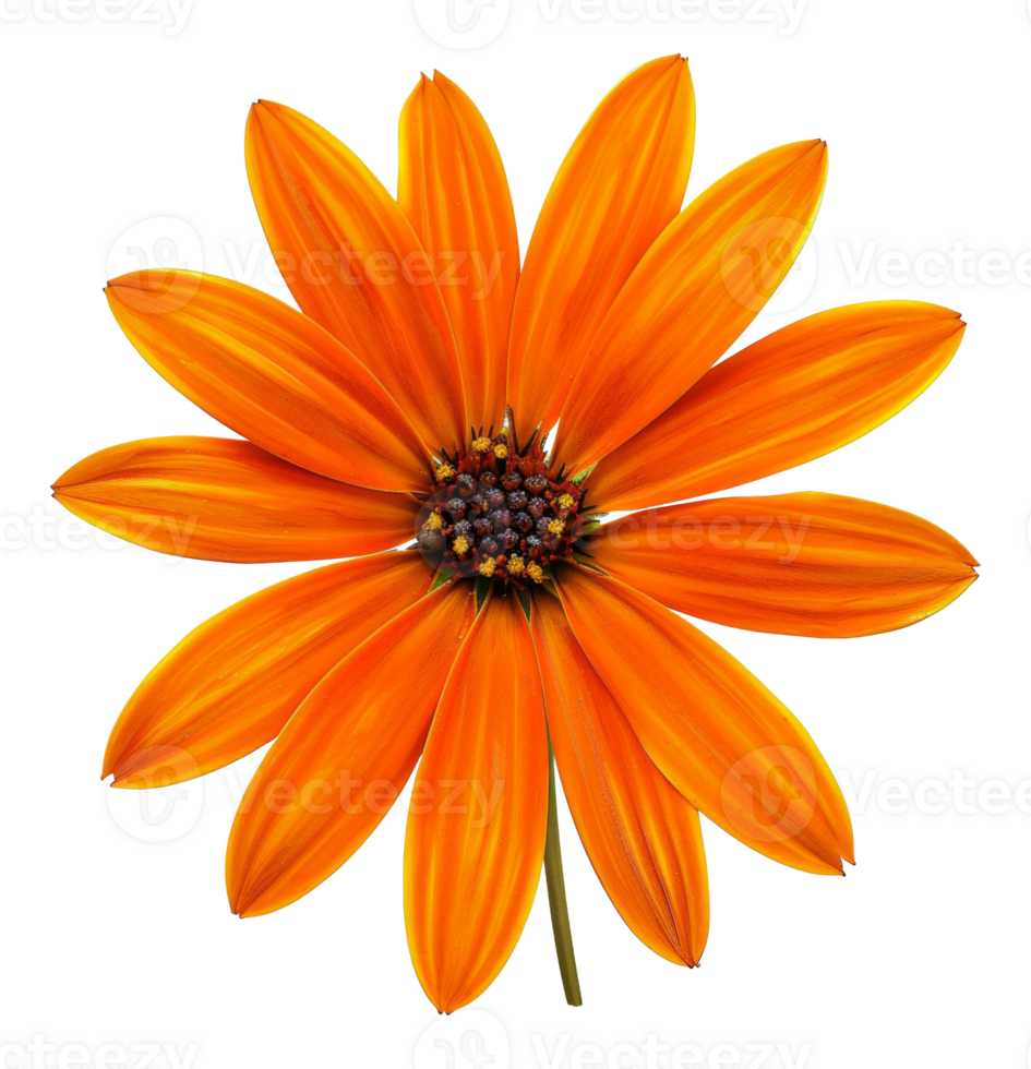 ai-generated-orange-daisy- ai-generated-orange-daisy-