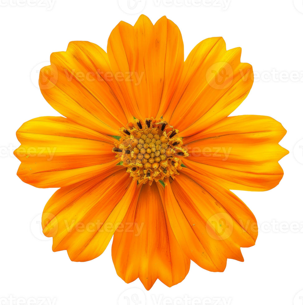 AI generated Orange daisy bloom with detailed petals on transparent background - stock png. png