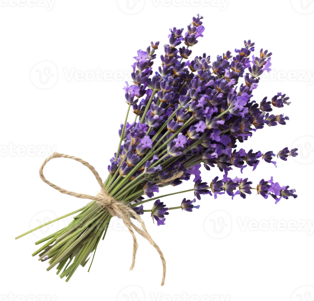 AI generated Fresh lavender bouquet with green stems on transparent background - stock png. png