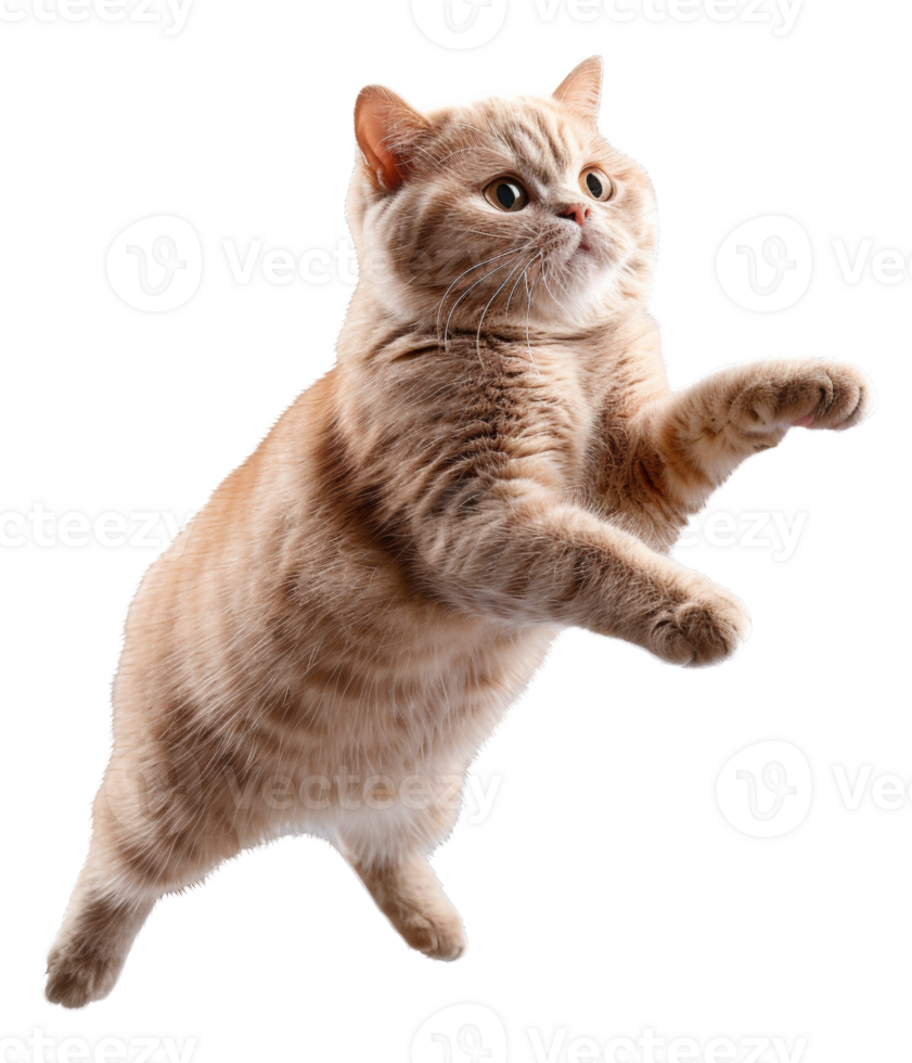 AI generated Ginger tabby cat floating playfully on transparent background - stock png. png