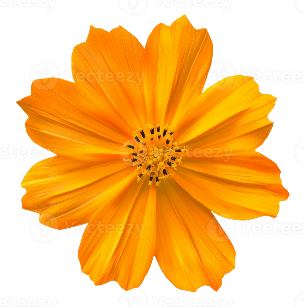 AI generated Orange daisy bloom with detailed petals on transparent background - stock png. png
