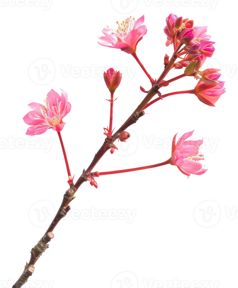 AI generated Pink cherry blossoms on branch on transparent background - stock png. png
