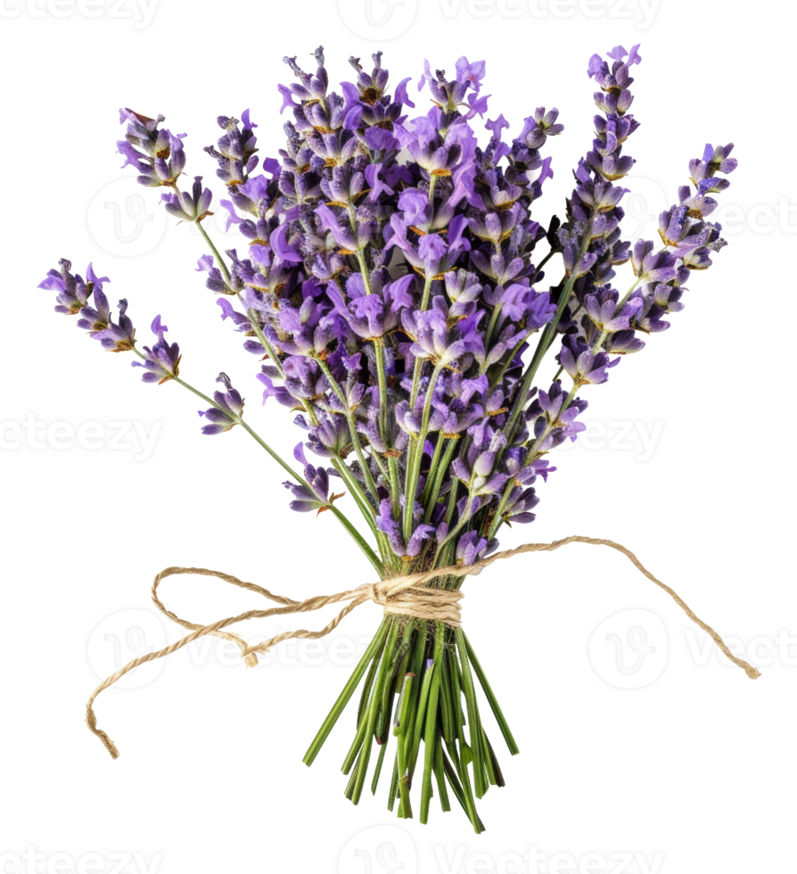 AI generated Fresh lavender bouquet with green stems on transparent background - stock png. png