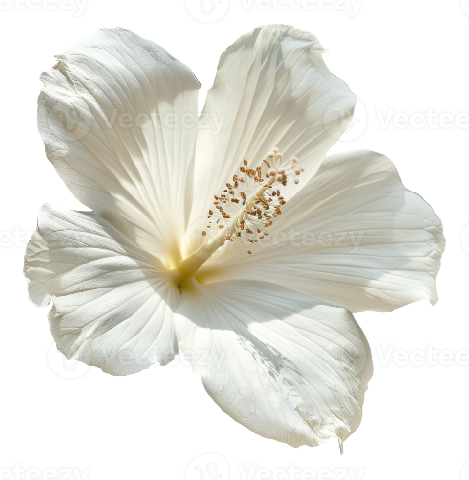 AI generated Soft white hibiscus with a creamy center on transparent background - stock png. png